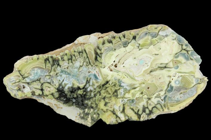 4.8" Polished Section Of Clay Canyon Variscite - Old Collection Stock